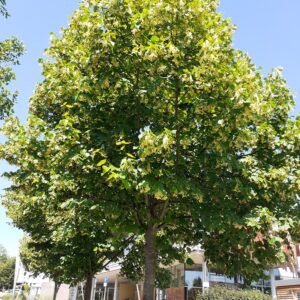 „Und wieder blühet die Linde“