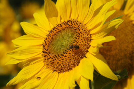 Otto Linck:	Sonnenblume