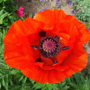 Mohn – leuchtend – rot