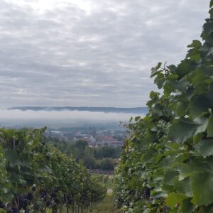 Lese-Herbst 2025