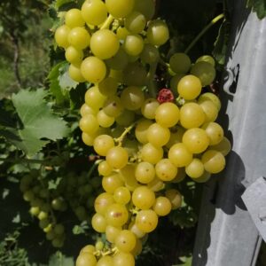 IMG-20250930-WA0004