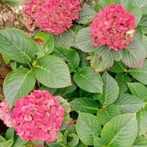 Rainer Maria Rilke: Rosa Hortensie