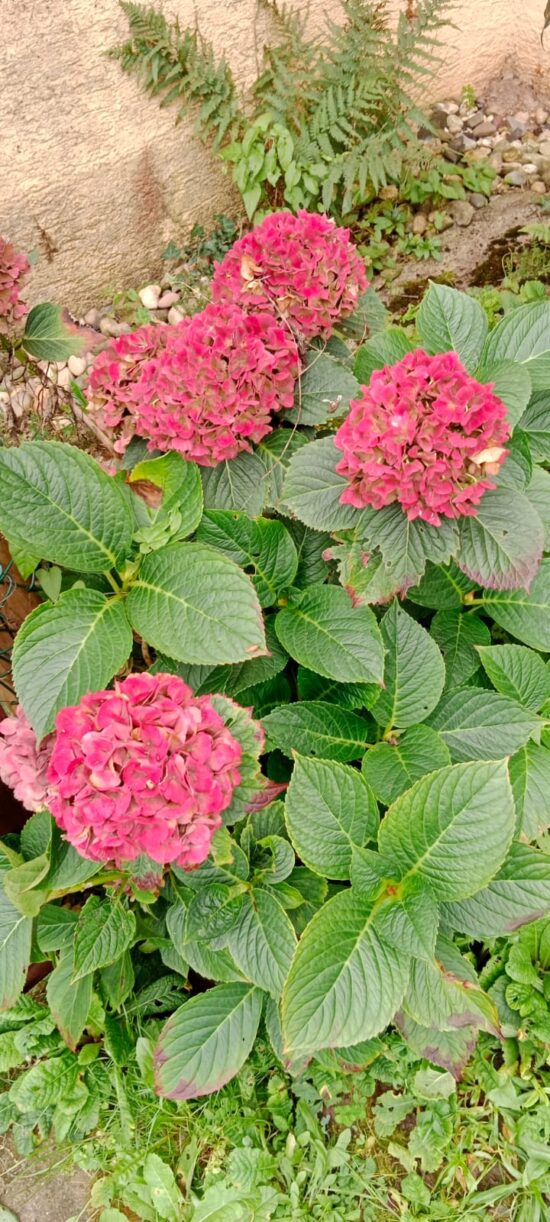 Rainer Maria Rilke: Rosa Hortensie