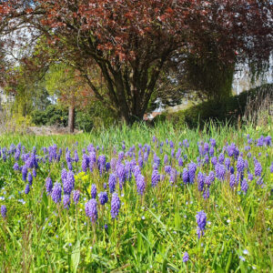 Der Frühling lässt grüßen