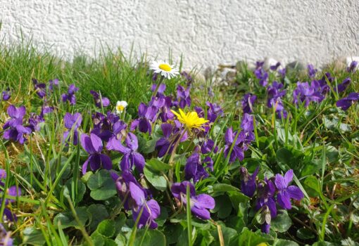 IMG-20250401-WA0049 – Kopiert