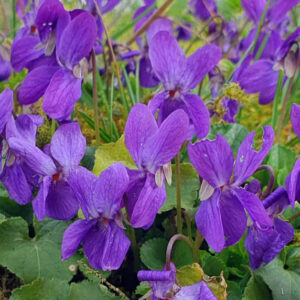 „Es war ein herzigs Veilchen …“