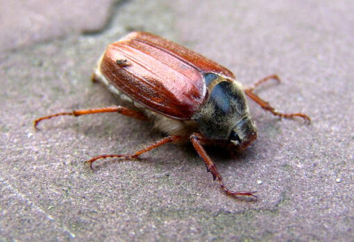 beeki-cockchafer-13297