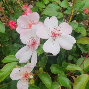 LandFrauen-Rosen